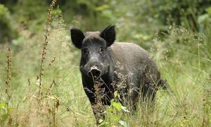 Caccia di selezione al cinghiale